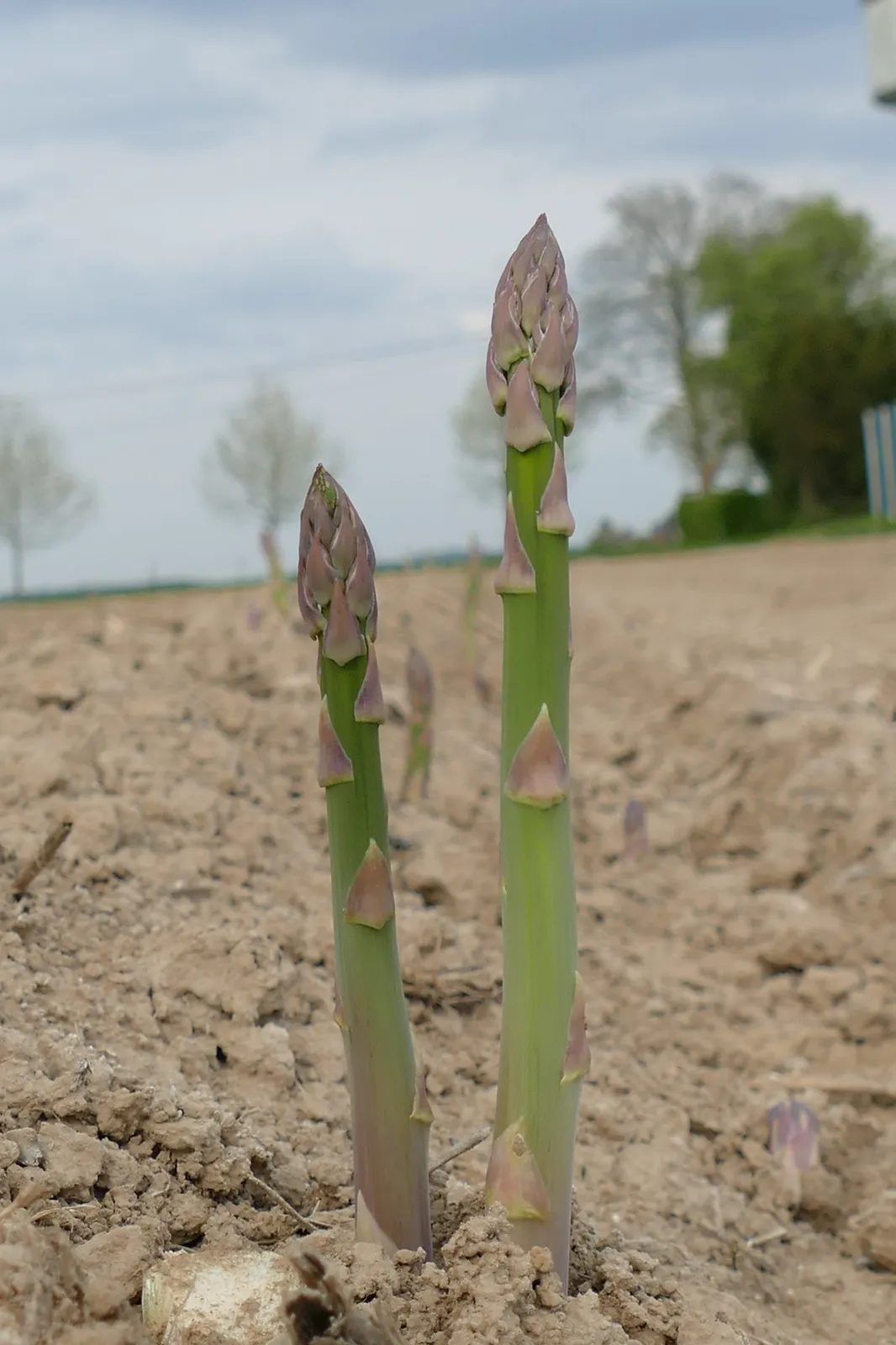 asperges